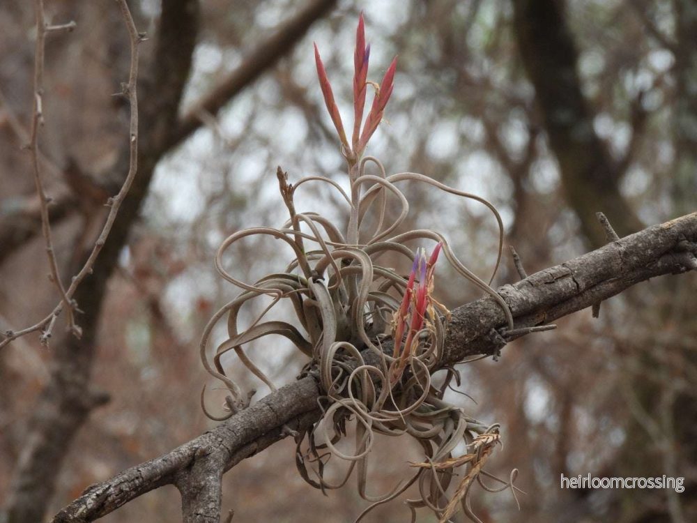 Tillandsia caput-medusae