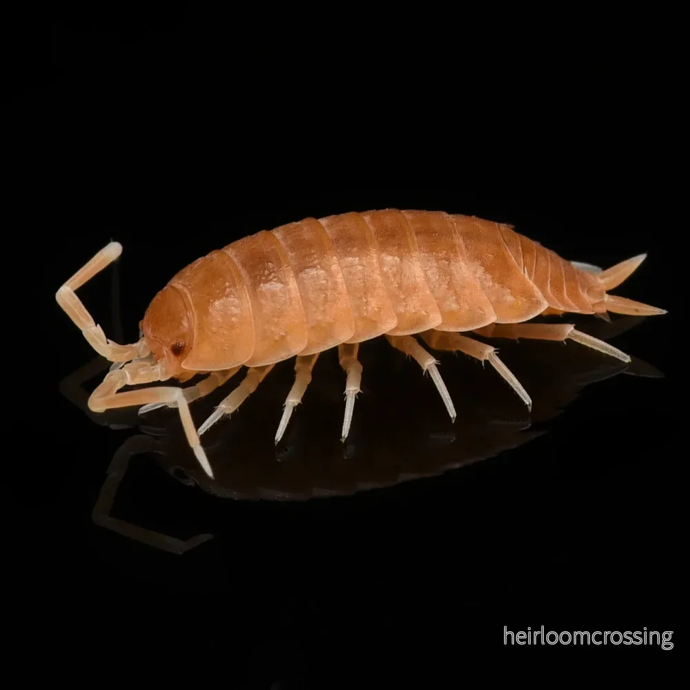 Cuban Bench Biter (Porcellionides pruinosus ”orange”) Cuban Bench Biter (Porcellionides pruinosus ”orange”)