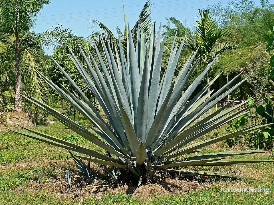 Tequilaagave (Agave tequilana) | frön, 6 st.