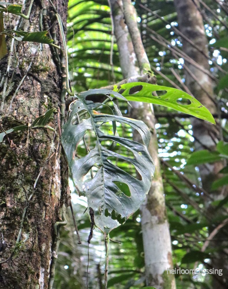 Monstera obliqua 'Peru' - Bild 2