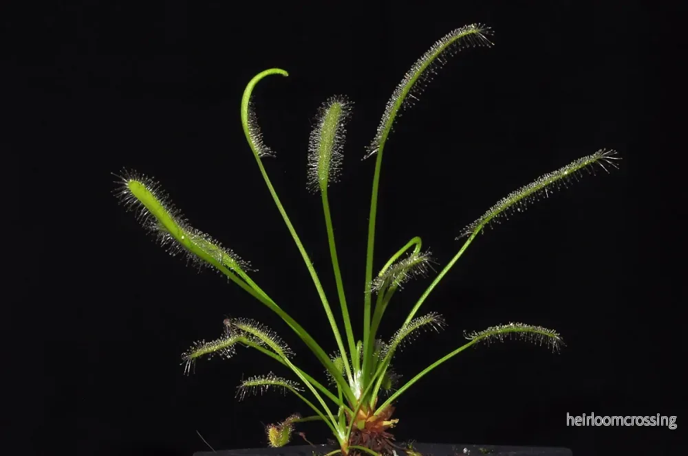 Soldagg (Drosera capensis "alba") | frön, 25 st.