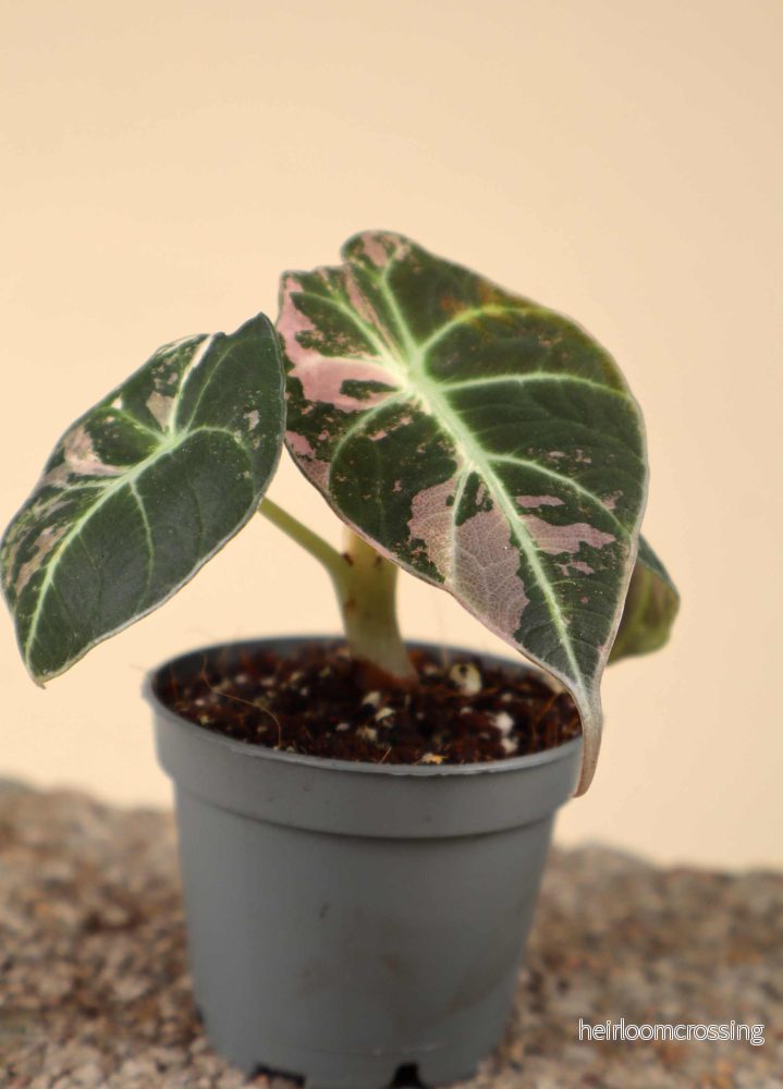 Alocasia 'Black Velvet' Pink Variegata - Bild 2