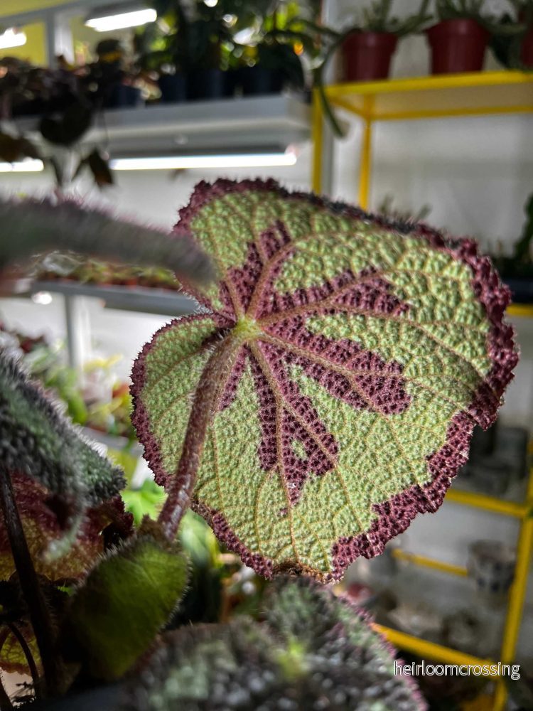 Begonia masoniana (Järnkorsbegonia) - Bild 2