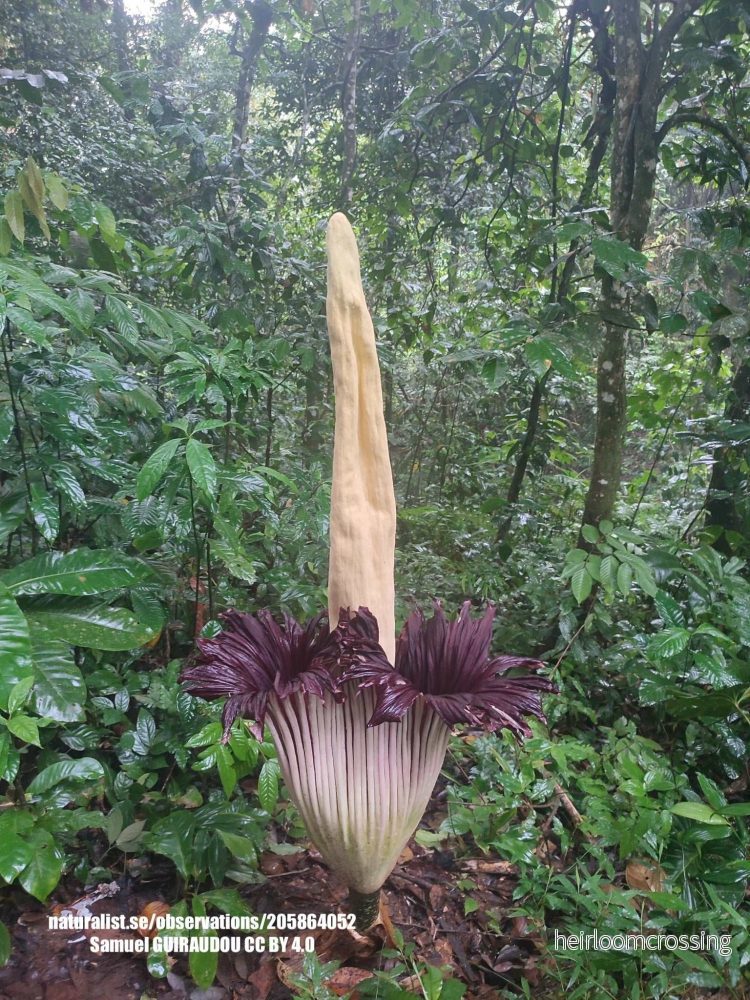 Amorphophallus titanum 'jätteknölkalla' - Bild 2