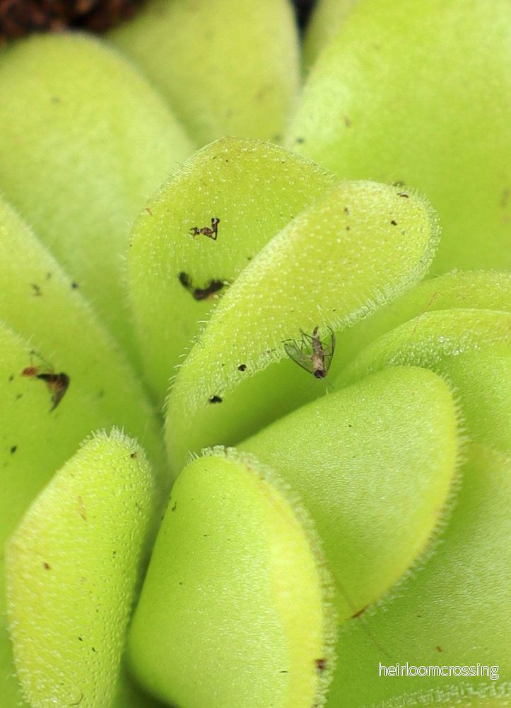 Pinguicula agnata - Bild 2