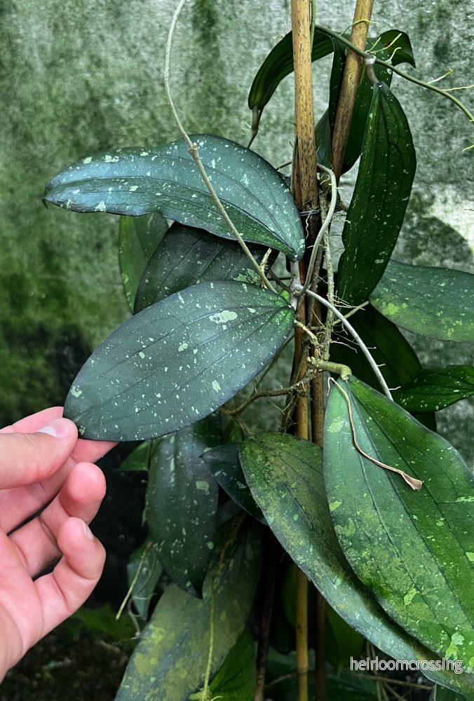 Hoya erythrina