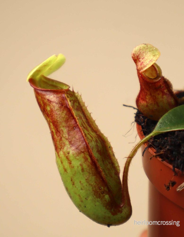 Nepenthes × Gaya 'Kannranka' - Bild 3