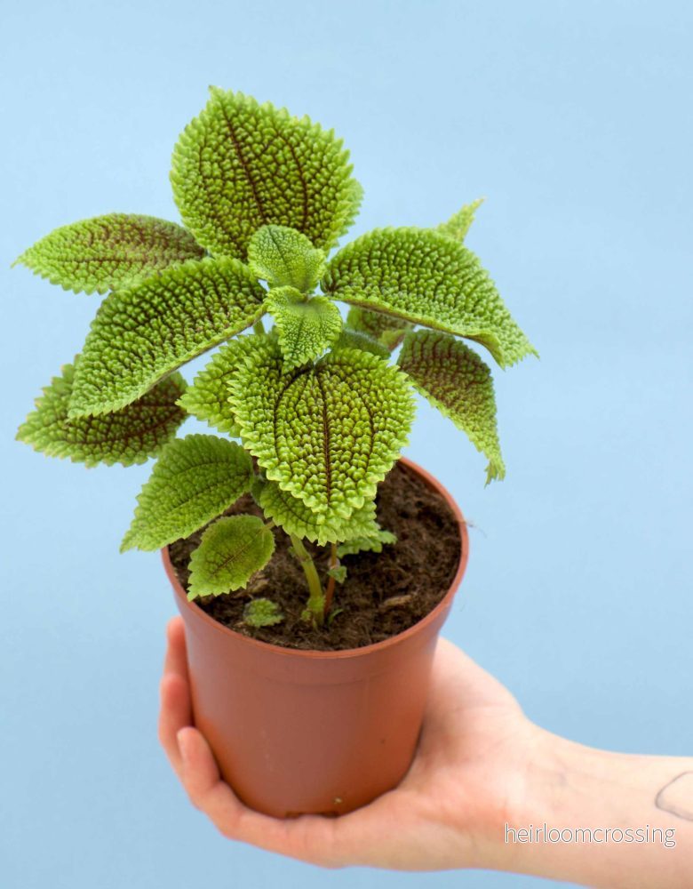 Pilea involucrata 'Moon valley'