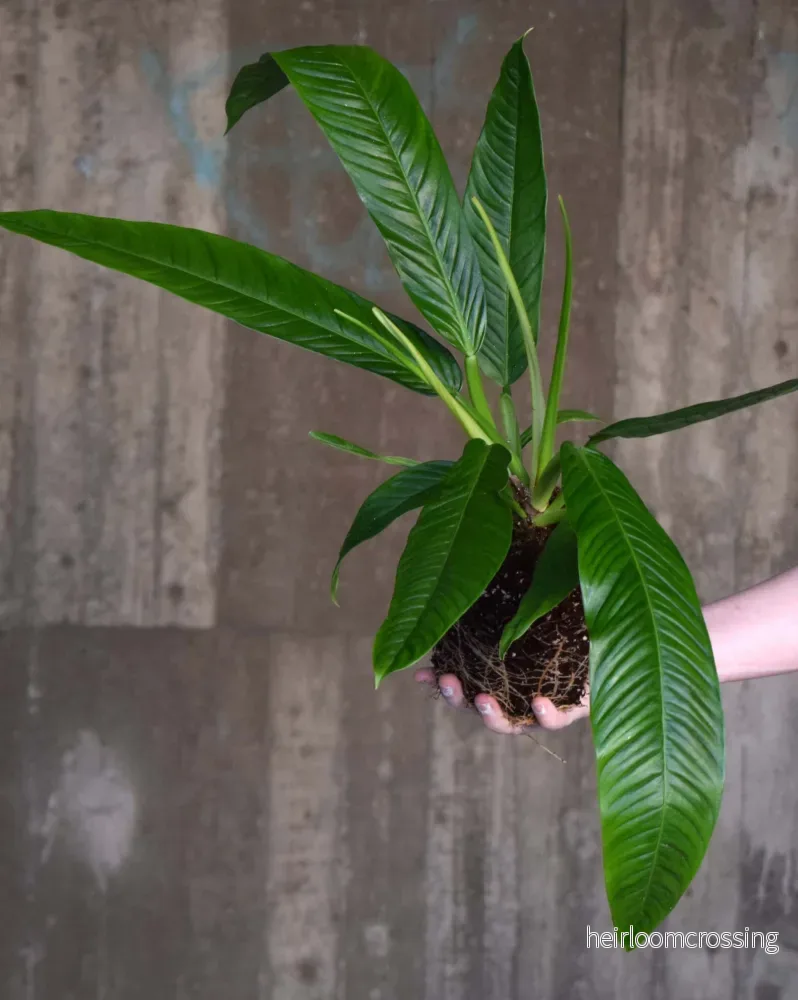 Philodendron Campii