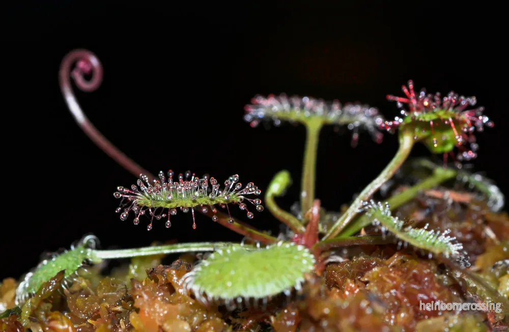 Queensland Sundew (Drosera prolifera)