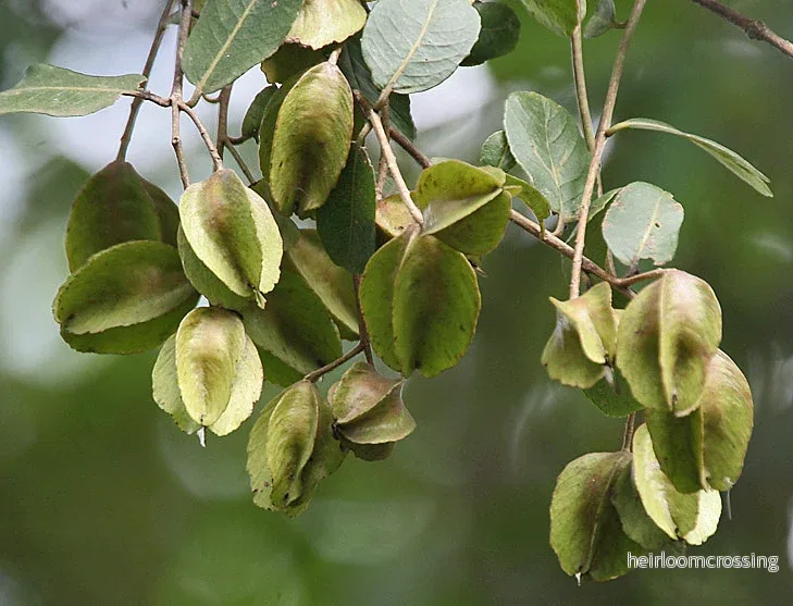 Arjunträd (Terminalia arjuna) | frön, 4 st.