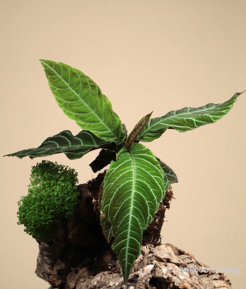 Ardisia gigantifolia