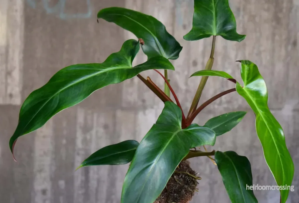 Philodendron Mexicanum - Bild 2