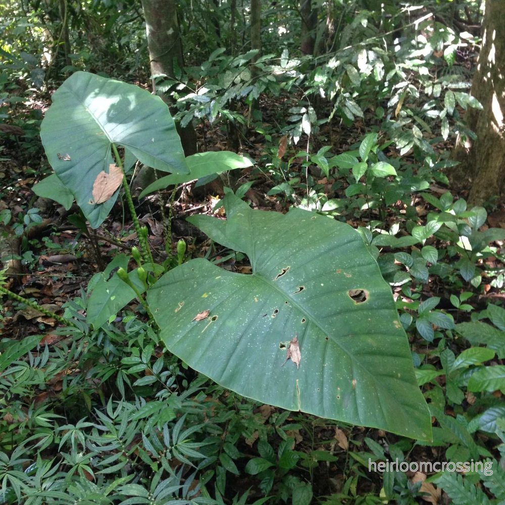 Alocasia zebrina 'Zebrasköld'