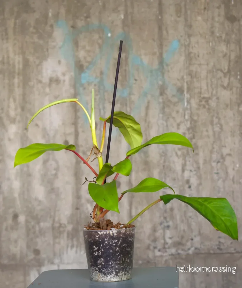 Philodendron Thai Sunrise