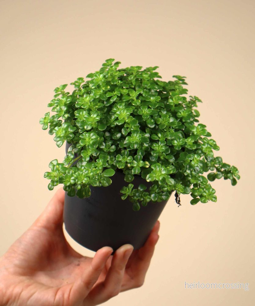 Pilea depressa - Bild 3