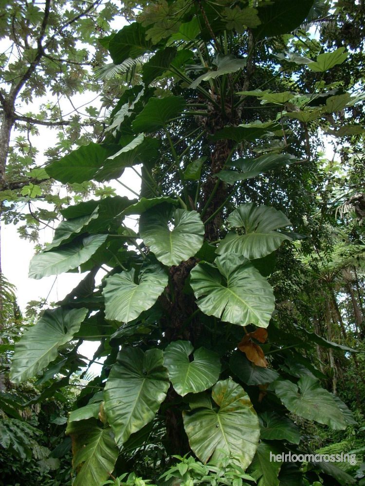 Philodendron giganteum - Bild 3