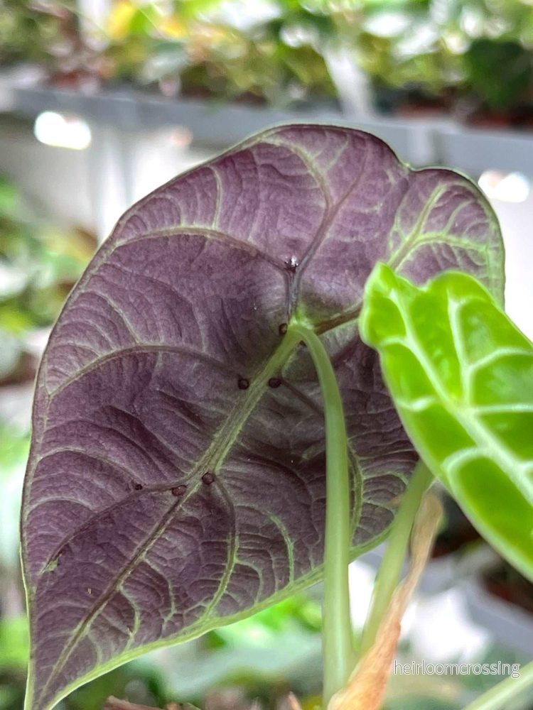 Alocasia 'watsoniana' - Bild 2