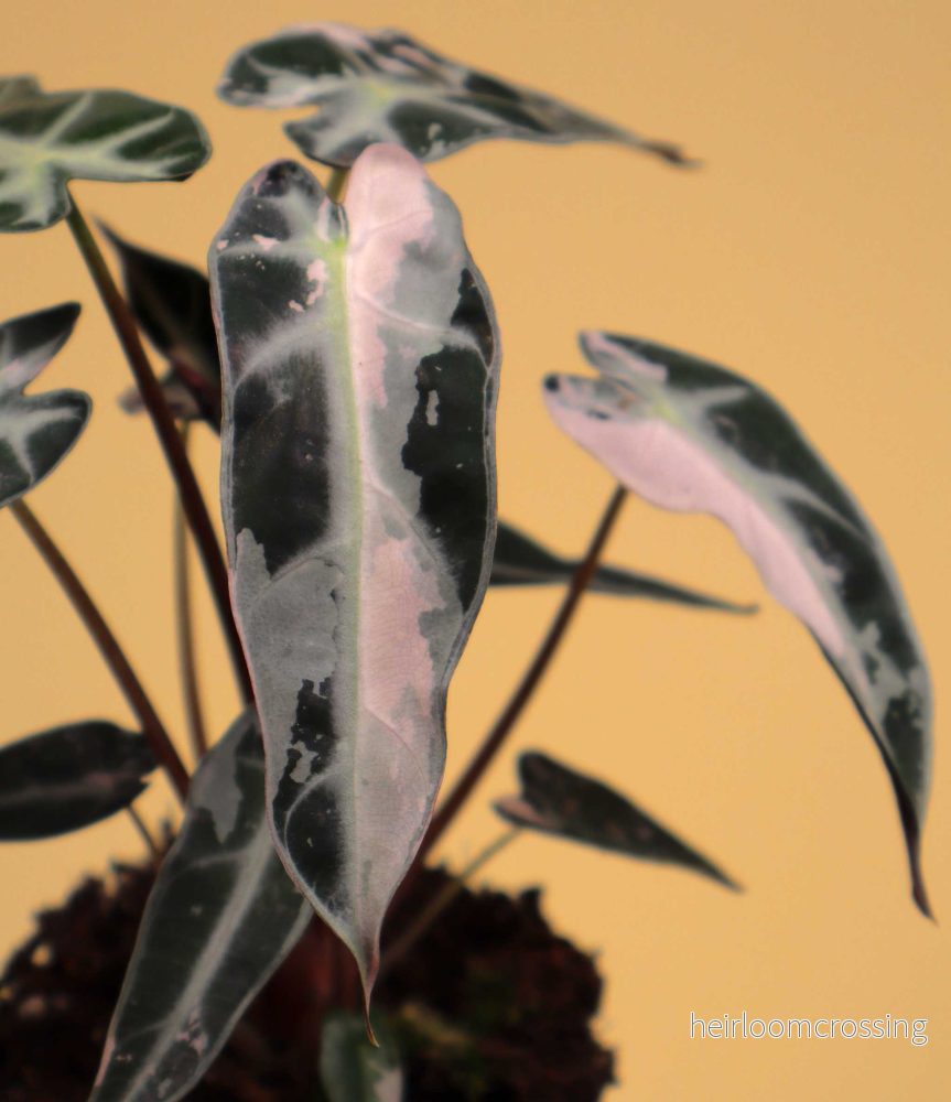 Alocasia bambino pink variegata