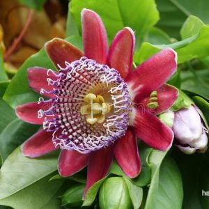 Jättegrenadilla (Passiflora quadrangularis) | frön, 10 st.