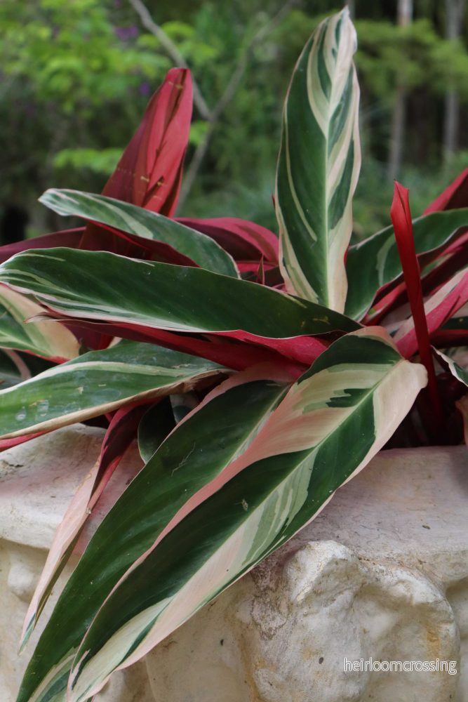 Stromanthe sanguinea 'Triostar' (Broktoppar) - Bild 2