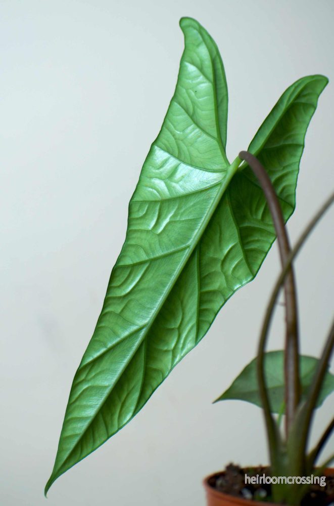 Alocasia simpo - Bild 2
