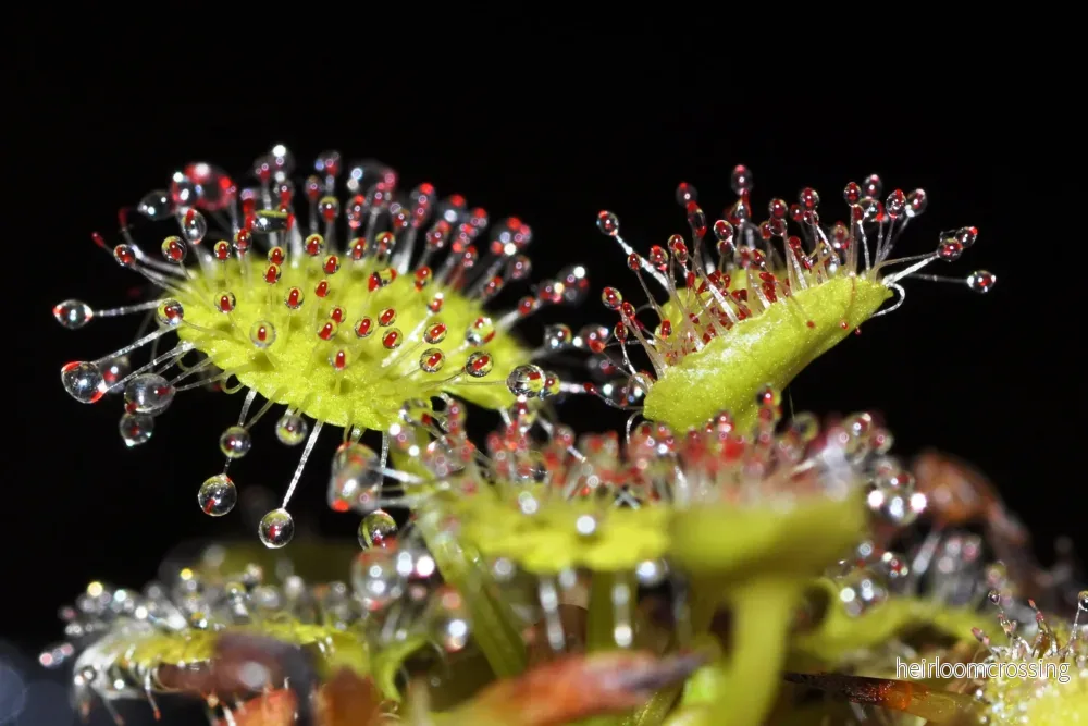 Queensland Sundew (Drosera prolifera) - Bild 2