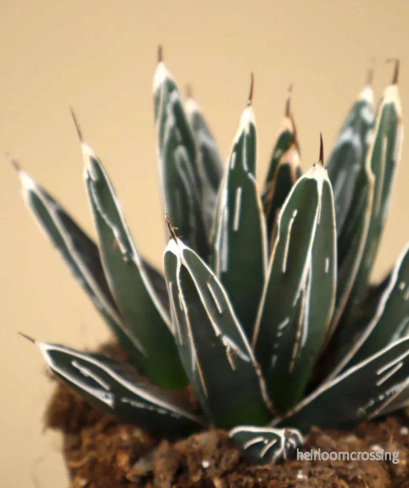 Agave victoriae-reginae