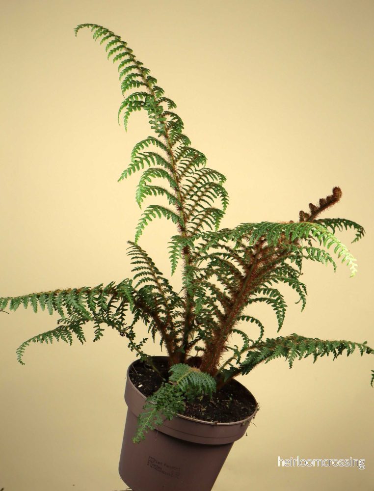 Cyathea tomentosissima | Trädormbunke - Bild 3