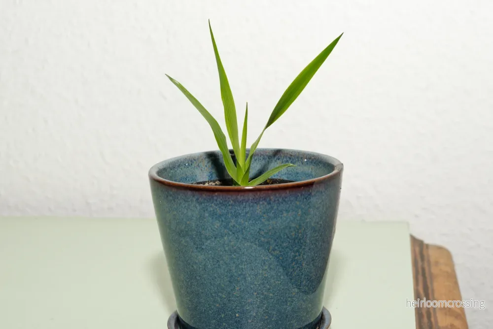 Drakens blodträd (Dracaena draco) | fröplanta - Bild 2