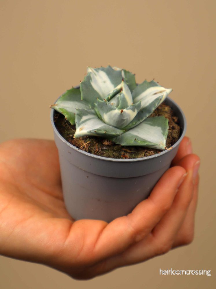 Agave potatorum cv. Shoji-Raijin | Mezcal Agave - Bild 2