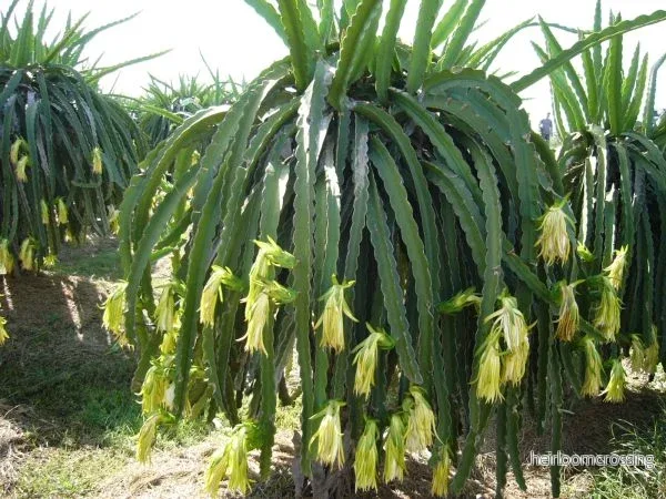 Vit drakfrukt (Hylocereus undatus) | växt Vit drakfrukt (Hylocereus undatus) | växt