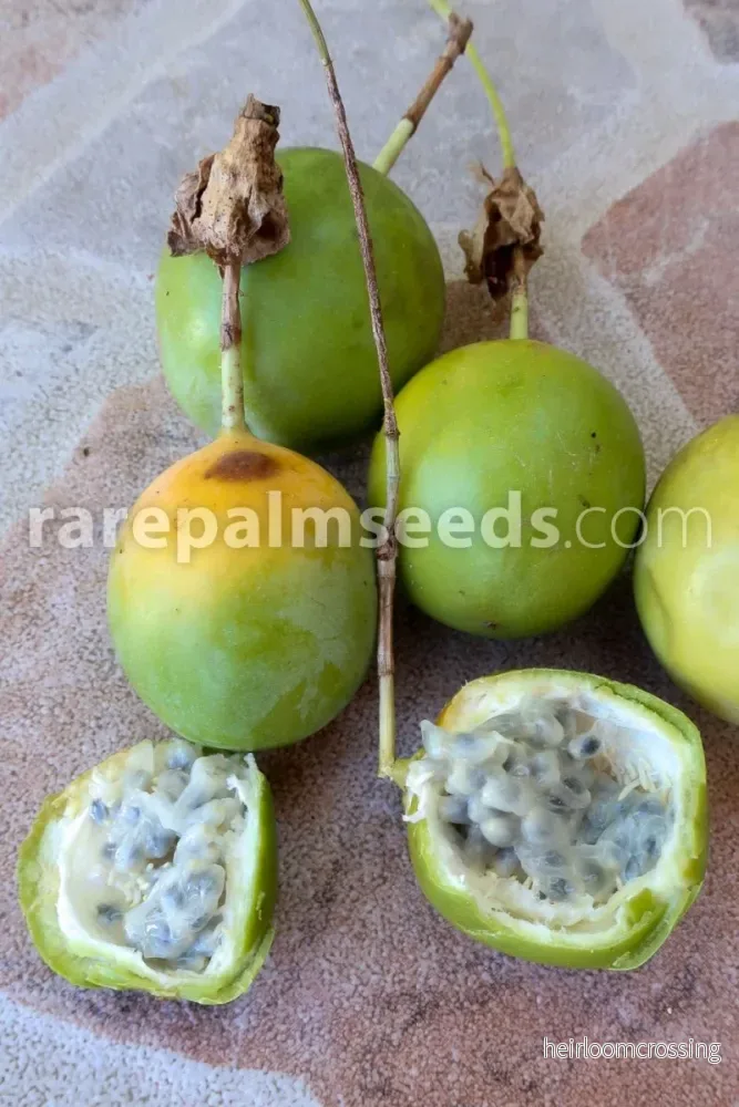 Seemanns passionsfrukt (Passiflora seemannii) | frön, 15 st. - Bild 3