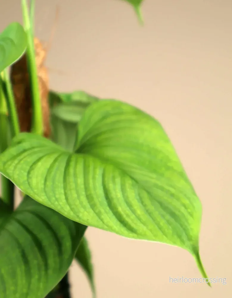 Philodendron fibraecataphyllum - Bild 2