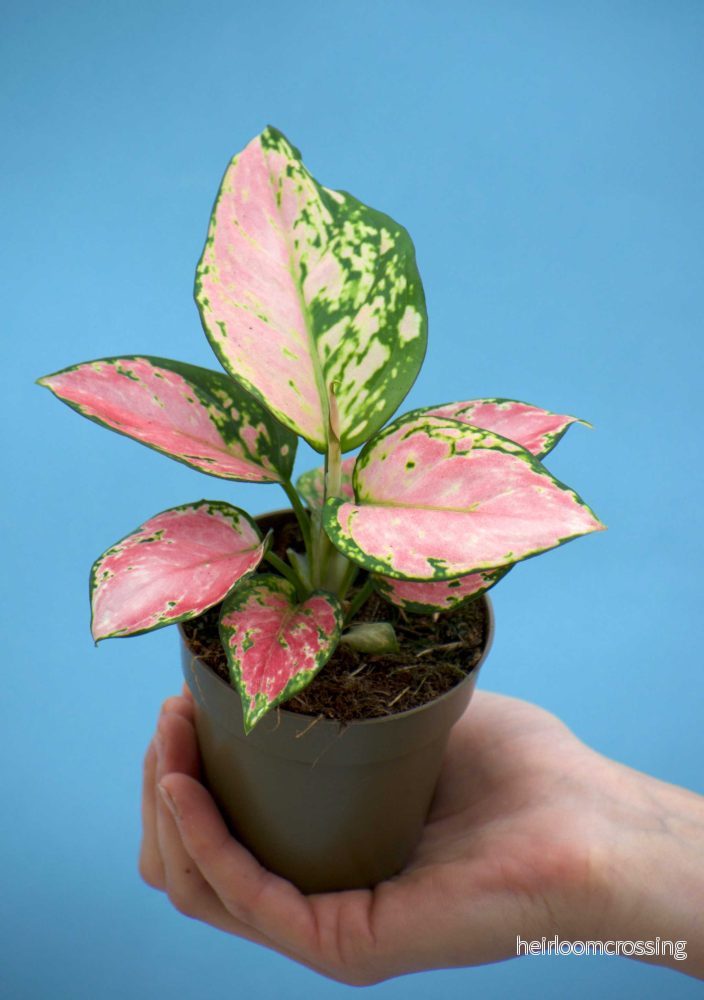 Aglaonema 'Pink Valentine'