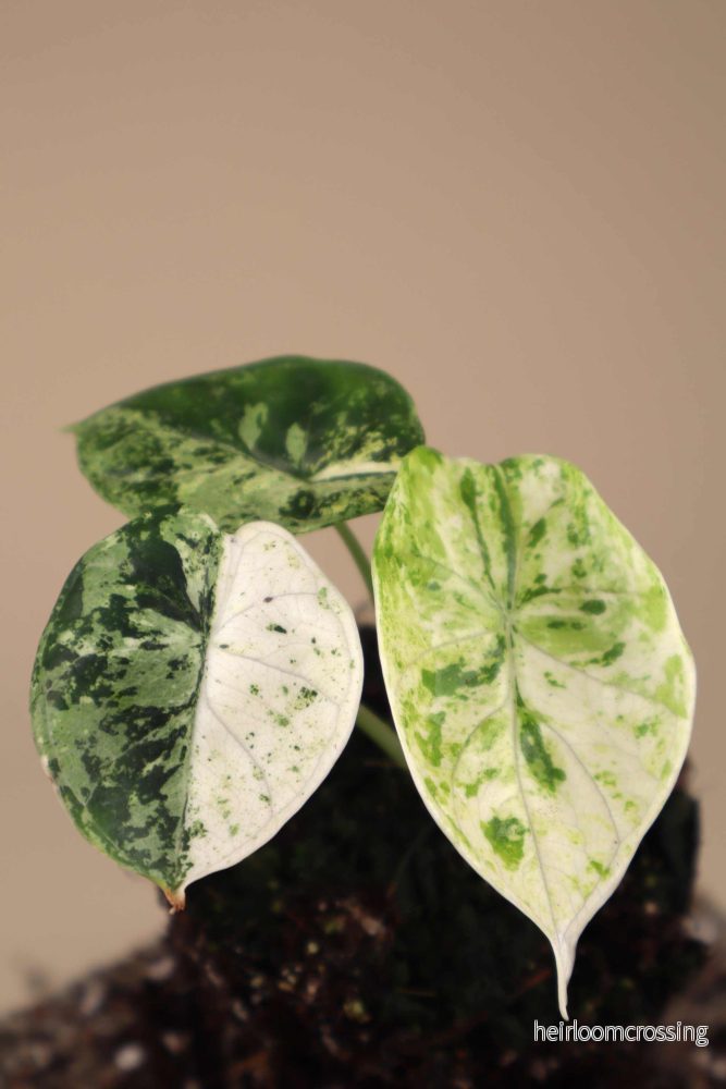 Alocasia dragon scale mint variegata - Bild 3