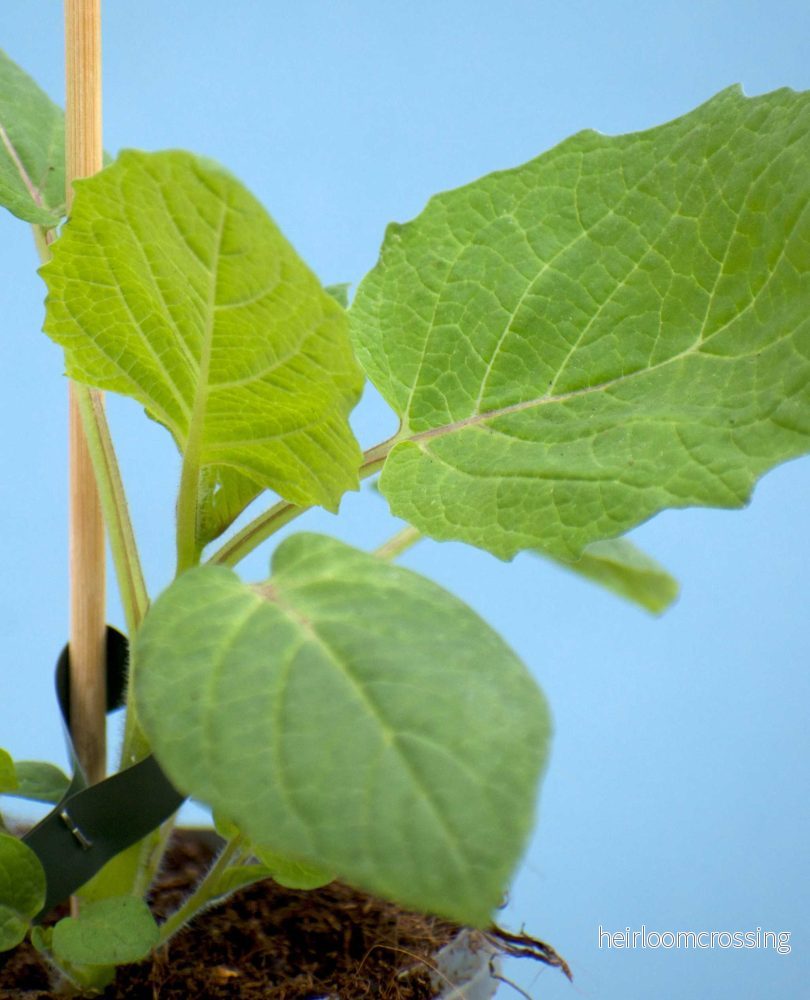 Physalis pruinosa 'Kapkrusbär' - Bild 2