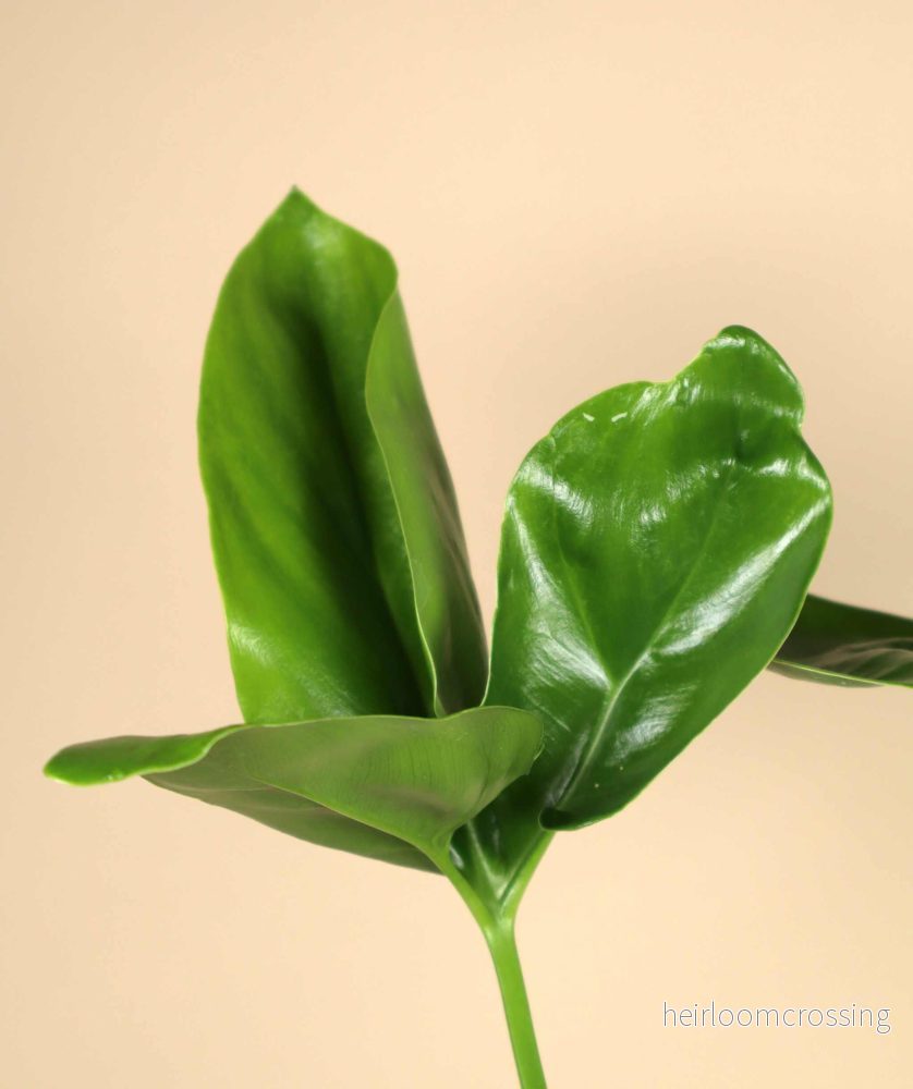 Philodendron goeldii - Bild 2
