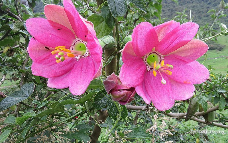 Tumbo passionsfrukt (Passiflora mixta) | frön, 10 st.