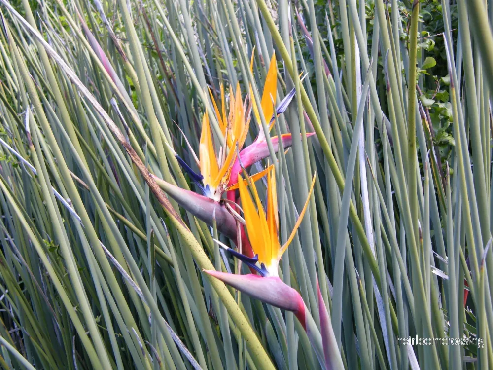 Smalbladig paradisfågelblomma (Strelitzia juncea) | frön, 5 st. Smalbladig paradisfågelblomma (Strelitzia juncea) | frön, 5 st.