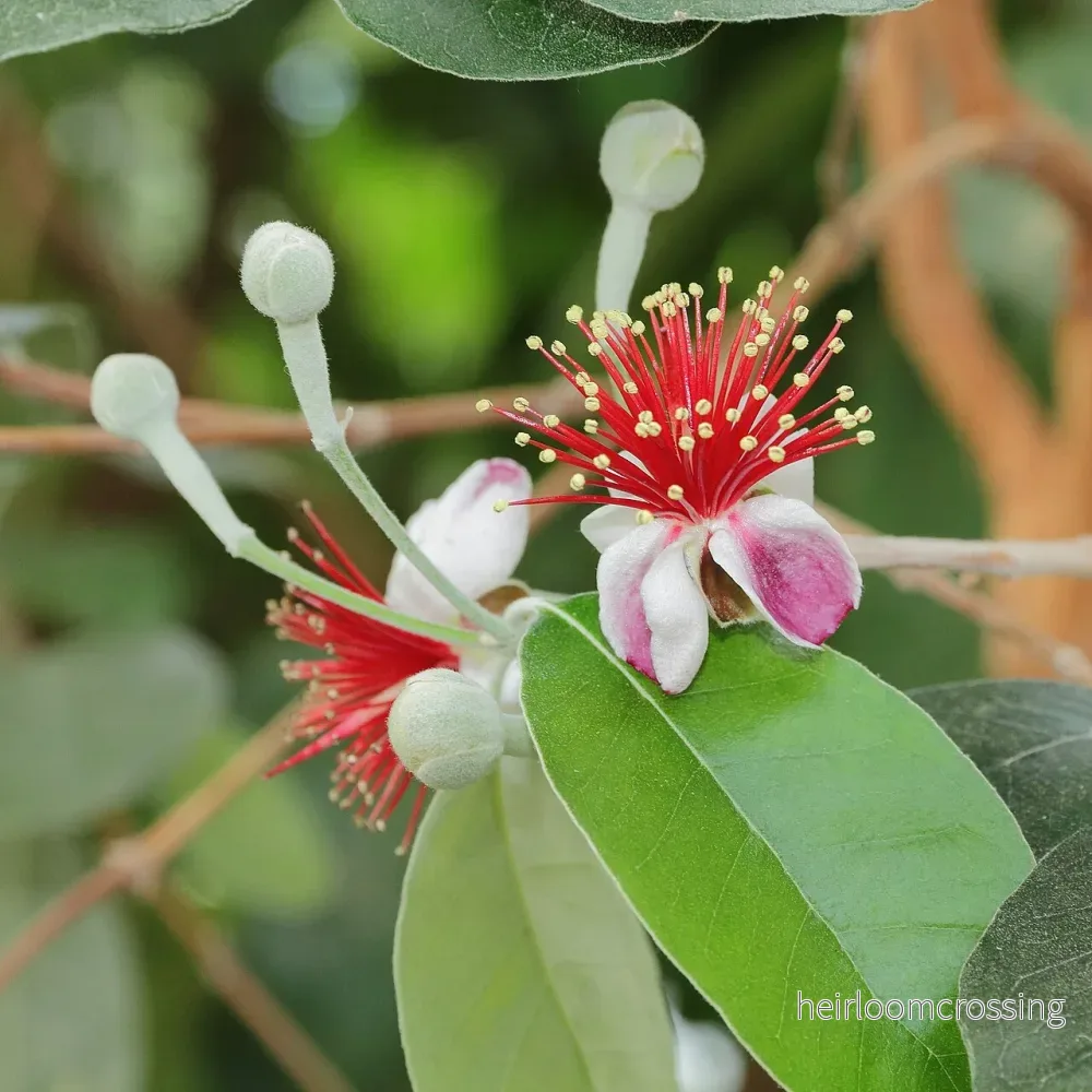 Feijoa (Acca sellowiana) | frön, 10 st.