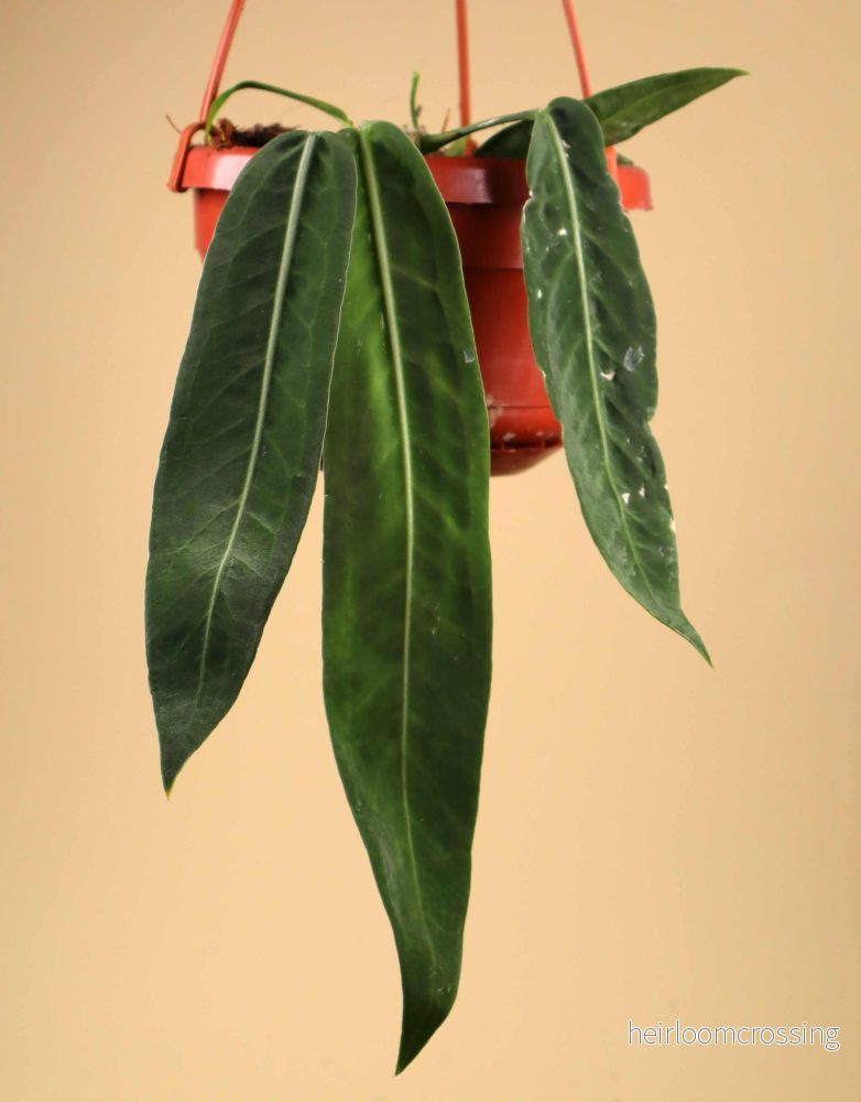 Anthurium pallidiflorum