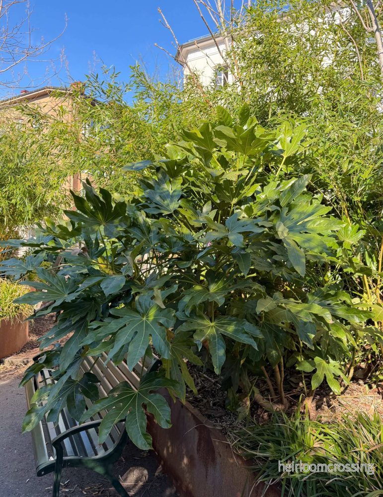 Fatsia japonica | Köldtålig Aralia