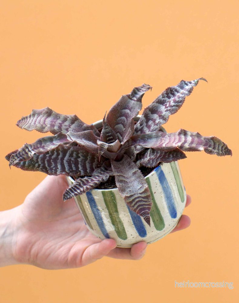 Cryptanthus zonatus