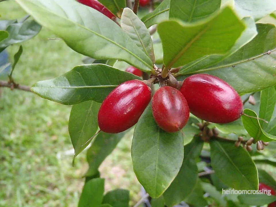 Mirakelfrukt (Synsepalum dulcificum) | frön, 10 st. Mirakelfrukt (Synsepalum dulcificum) | frön, 10 st.