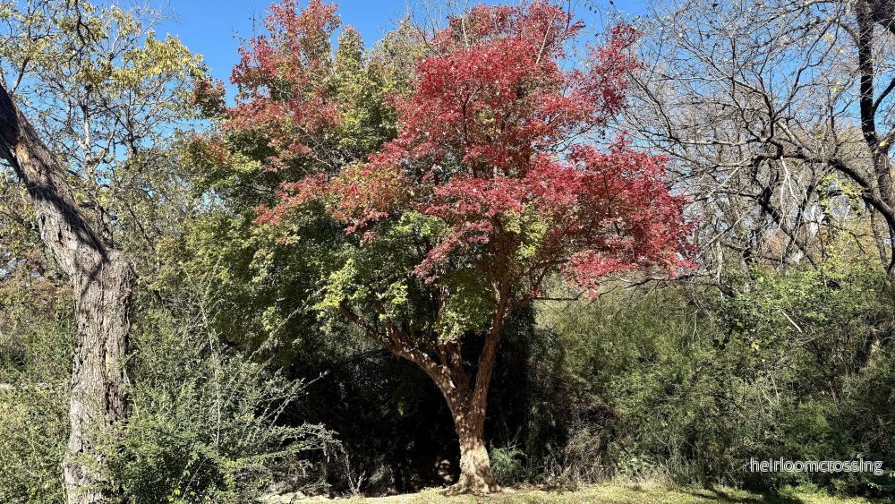 Kinesisk näverlönn (Acer buergerianum) | frön, 10 st.