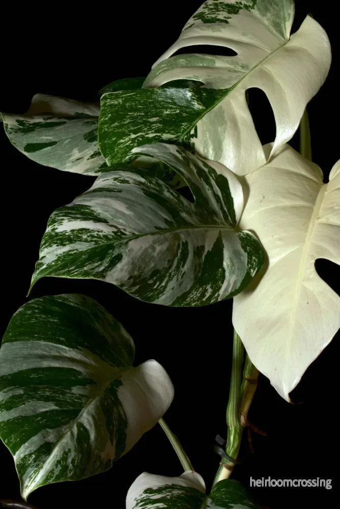 Monstera albo variegata