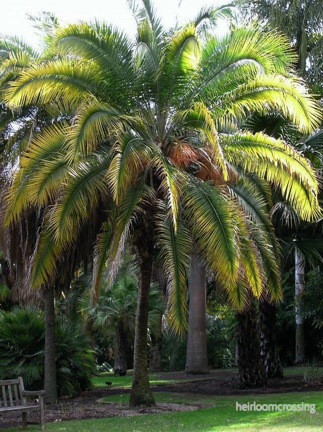 Rock dadelpalm (Phoenix rupicola) | frön, 10 st. - Bild 3