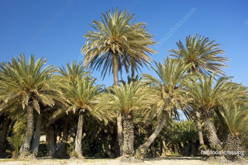 Kretensisk dadelpalm (Phoenix theophrasti) | frön, 10 st. Kretensisk dadelpalm (Phoenix theophrasti) | frön, 10 st.