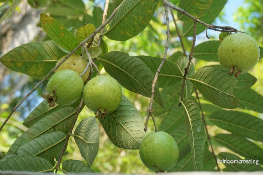 Guava 'Psidium guajava' miniträd - Bild 2